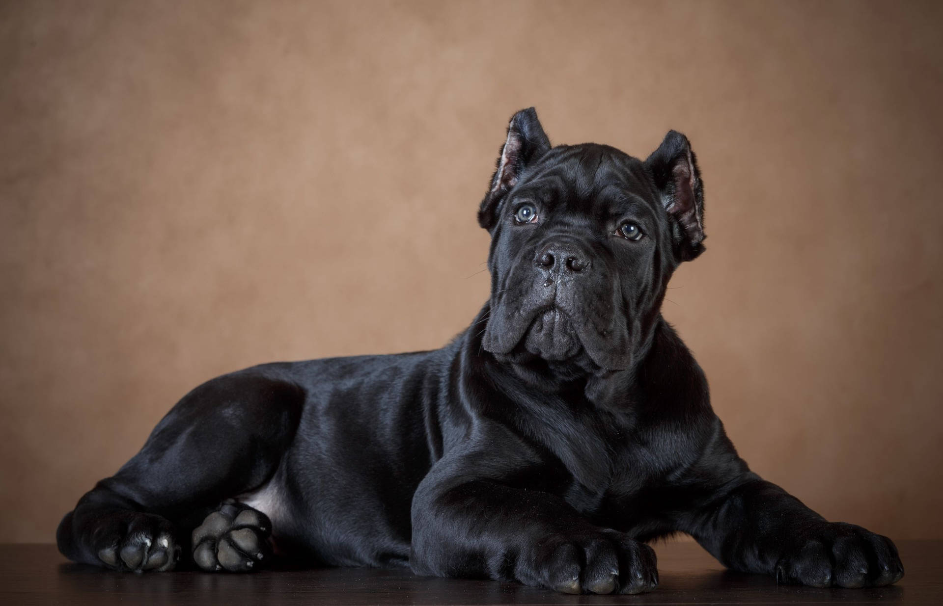 Guia Completo de Cuidados com Cachorros da Raça Cane Corso