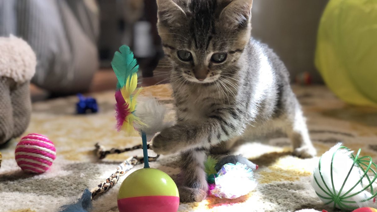 Como Funciona a Adestração de Gatos?